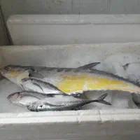 سلام ماهی دریایی رسید