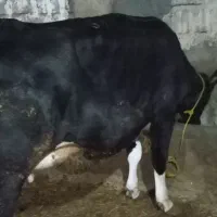 فروش دگه آبستن سنگین شیری