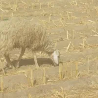 تعدادی بره نر و ماده کیلویی 360وزن حدود۳۰تا۴۰کیلو|حیوانات مزرعه|بافت, |دیوار