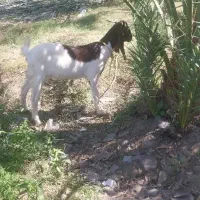 کهره کیسه بز نژاد دار