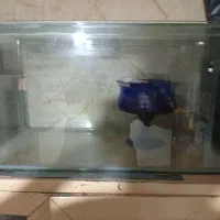 آکواریوم ماهی|ماهی|قرچک, مهدیه|دیوار