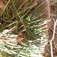 فروش علف|حیوانات مزرعه|سراب, |دیوار