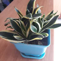 گل و گیاه سنسوریا|گل و گیاه طبیعی|فردیس, سرحدی|دیوار