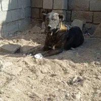 سگ نگهبان