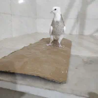 جوجه طوقی|پرنده|شوشتر, |دیوار