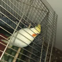 یک عروس هلندی