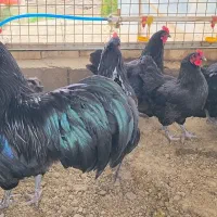 جوجه مرغ استرالوپ