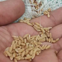 گندم باران|عمدهفروشی|بجنورد, |دیوار