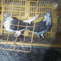 کبوترتهرانی|پرنده|خان ببین, |دیوار