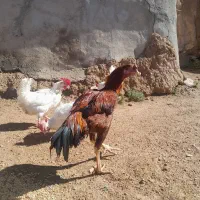 خروس لاری