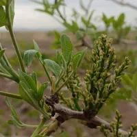 هرس انگور داربستی .پسته .باغ و باغچه|خدمات باغبانی و درختکاری|سبزوار, پاسداران|دیوار