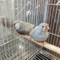 یه جفت فنچ لپ سفید انگلیسی درشت کارداده