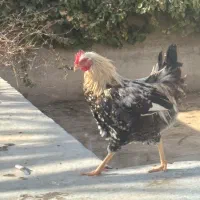 خروس محلی|حیوانات مزرعه|محمدشهر, ولدآباد|دیوار