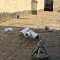 کفتررنگی