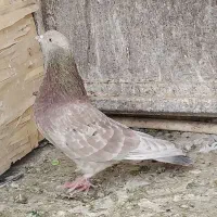 کفتر‌خوب نرماده دو رنگ