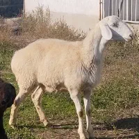 بره بسیار درشت و خوش خوراک