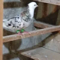 سلام فروش کفتر|پرنده|قشم, |دیوار