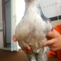 مرغ و خروس نژاد سلطان