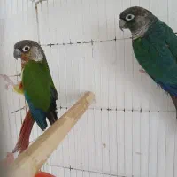 جفت گرینچیک