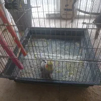 عروس هلندی|پرنده|شوط, |دیوار