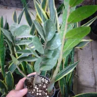 گل زامیفولیا زام زاموفیلیا هدیه کادویی|گل و گیاه طبیعی|مشهد, هنرور|دیوار