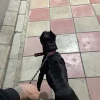 امریکن بولی آماده واگذاری