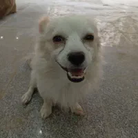 سگ گمشده پامر|اشیا|اسلام‌شهر, شهرک امام حسین (میان آباد)|دیوار