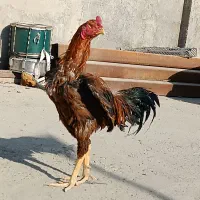 خروس لاری جوان