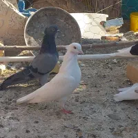 کفتر پرشی و رنگ|پرنده|خنجین, |دیوار