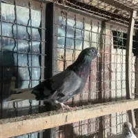 11تا کفتر ی جایی