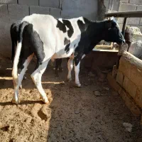گاو ابستن گوساله نر