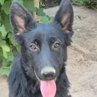 شاه توله سگ ژرمن شولاین|سگ|دزفول, |دیوار