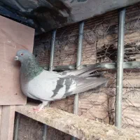 نر کوهی تهرانی شرورر