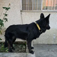 سگ ژرمن مشکی گمشده محدوده متل قو|سگ|سلمانشهر, |دیوار