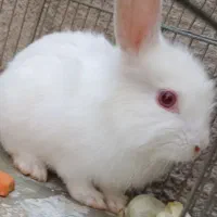 خرگوش