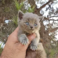 گربه بیریتیش بلو