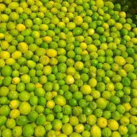 آبلیمو طبیعی امساله بدون تلخی