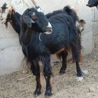 بز ‌|حیوانات مزرعه|طسوج, |دیوار