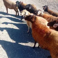 میش جوان آبستن