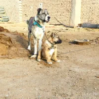 سگ گله ای ۳ ساله