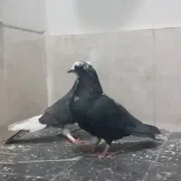 کبوتر|حیوانات|قم, باغ کرباسی|دیوار