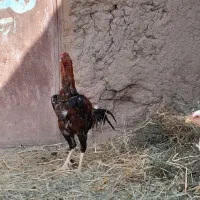 لاری،|حیوانات مزرعه|تربت جام, میان جام|دیوار