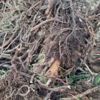 فروش ریشه درخت|خدمات باغبانی و درختکاری|رشت, پسیخان|دیوار