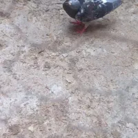 کفتر