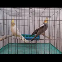 جفت مولد نرو و ماده|پرنده|اهواز, فدک|دیوار