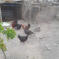 مرغ خروس جوجه محلی سه ماهه