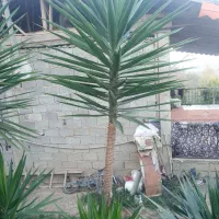 گل یوگا فروشی|گل و گیاه طبیعی|املش, |دیوار