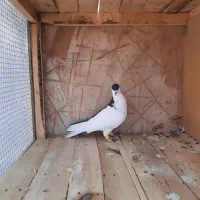 چپ سیاه ماده