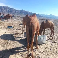 فروش شتر|حیوانات مزرعه|پسکوه, |دیوار