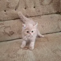 گربه پرشین